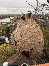 Nest der Asiatischen Hornisse in Heidelberg.