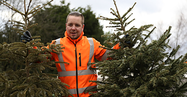 Abholung der Weihnachtsbäume durch Mitarbeiter der Heidelberger Müllabfuhr (Foto: Stadt Heidelberg)